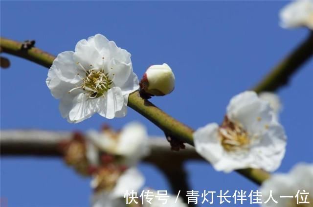 歌女|李商隐又一首无题，红颜无定所，得失在当年，写的是伤逝还是后悔？