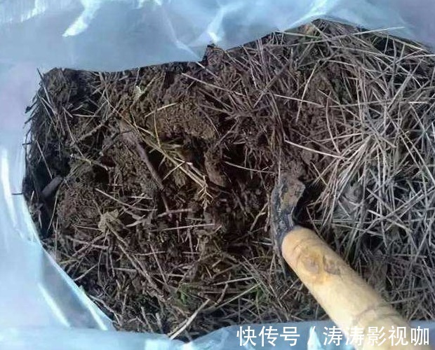 爱养花，却不会搭配盆土学学养花高手给出的方法，经济又实用