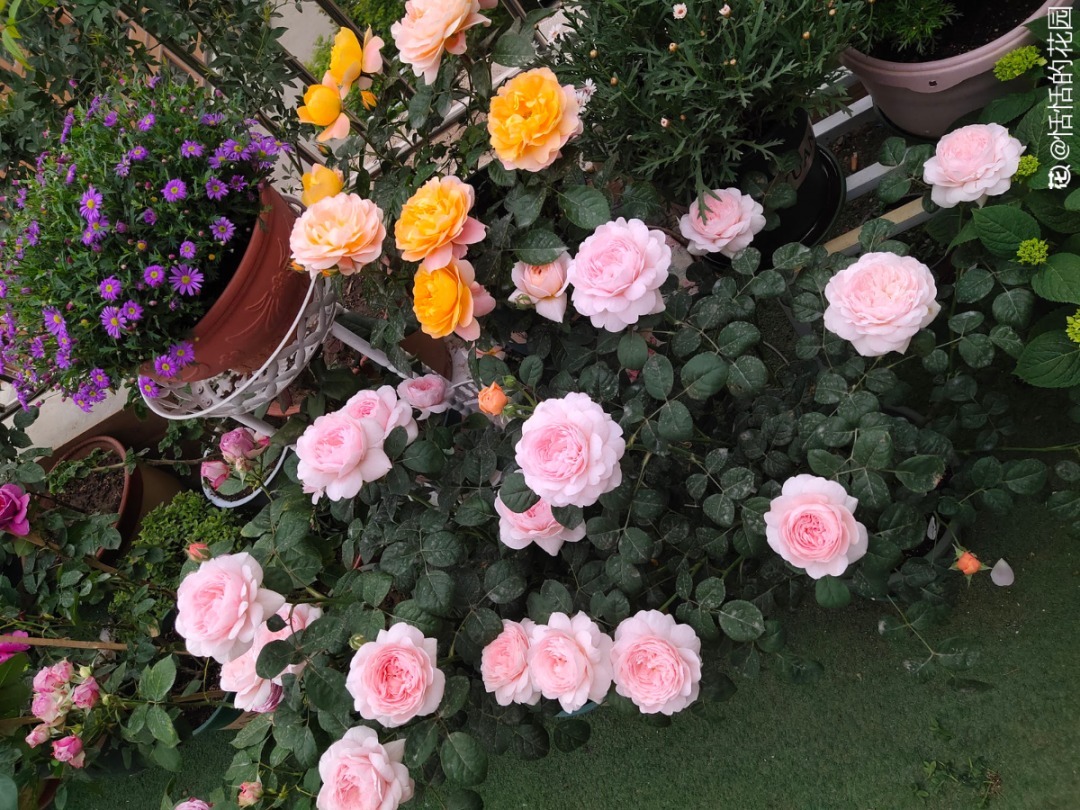 营养液|马上进入花期的花，10天一次肥，下个月就开花