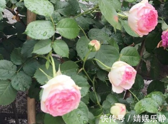 无机肥|月季难开花,注意这1个“关键点”,促根又促花,花开才不会少