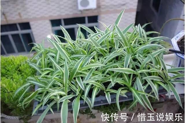 枝条|什么盆栽最好养这“7种”，好养好繁殖，丢土里长爆盆、常开花