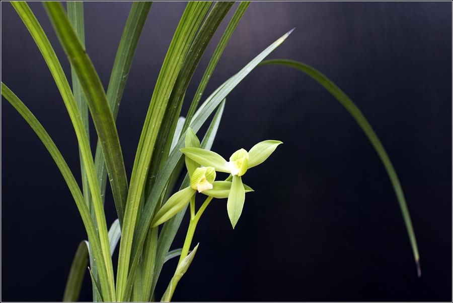 阳台上|为春兰促花,做到这几点,花香满屋