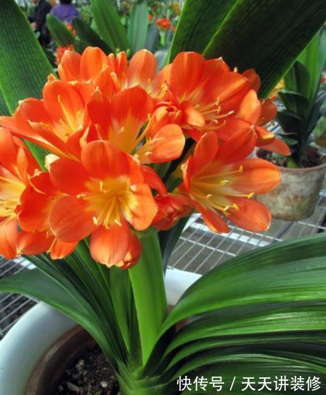植株|秋天给君子兰,少做一件事,换盆白费力,做好了根系壮开花旺