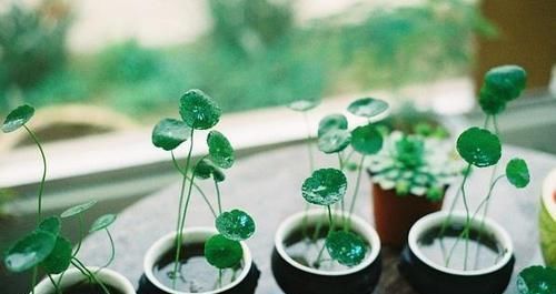 植物|家里养“1种花”,春天“剪几刀”,放阳台加点水,嗖嗖冒新叶