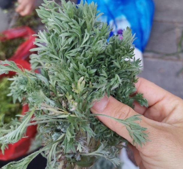 马齿苋|开春挖野菜,送你“野菜大图鉴”,教你轻松识别20种野菜