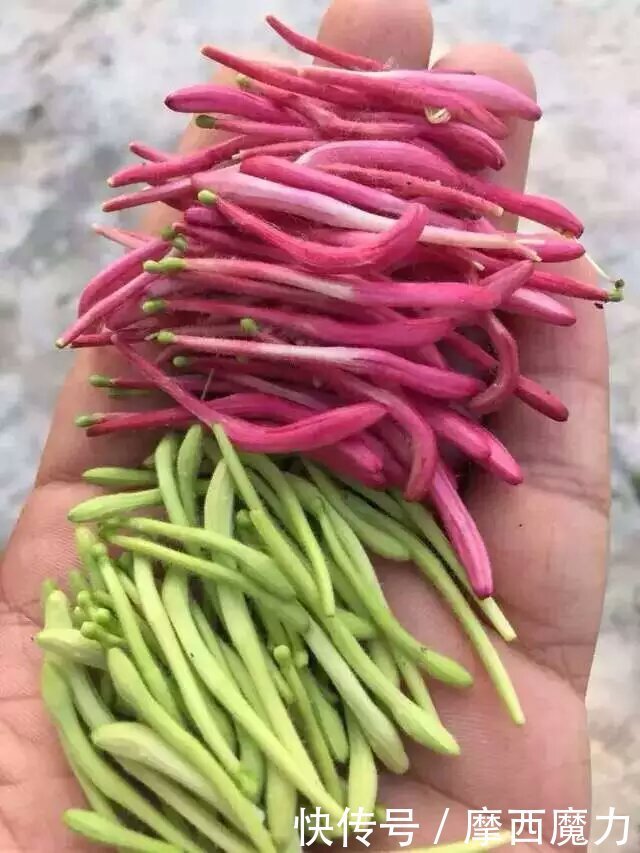 金银花|种植药用花卉一举多得收益很不错哟