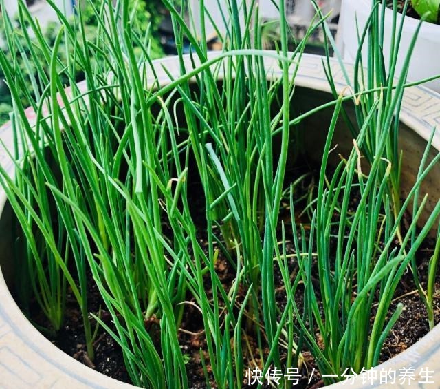 花盆种葱很简单,用1个技巧,一年四季郁郁葱葱,种阳台随吃随摘!