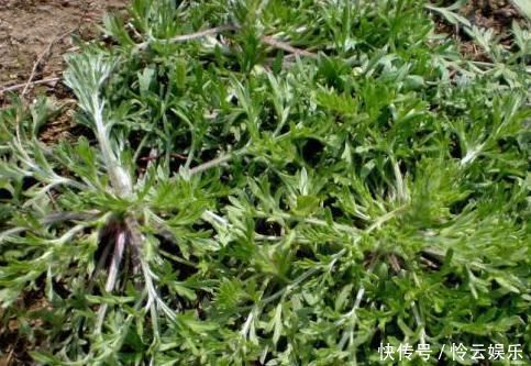 农村|农村的野菜，味道比肉还鲜，价值珍贵，一斤80元，你可能错过了