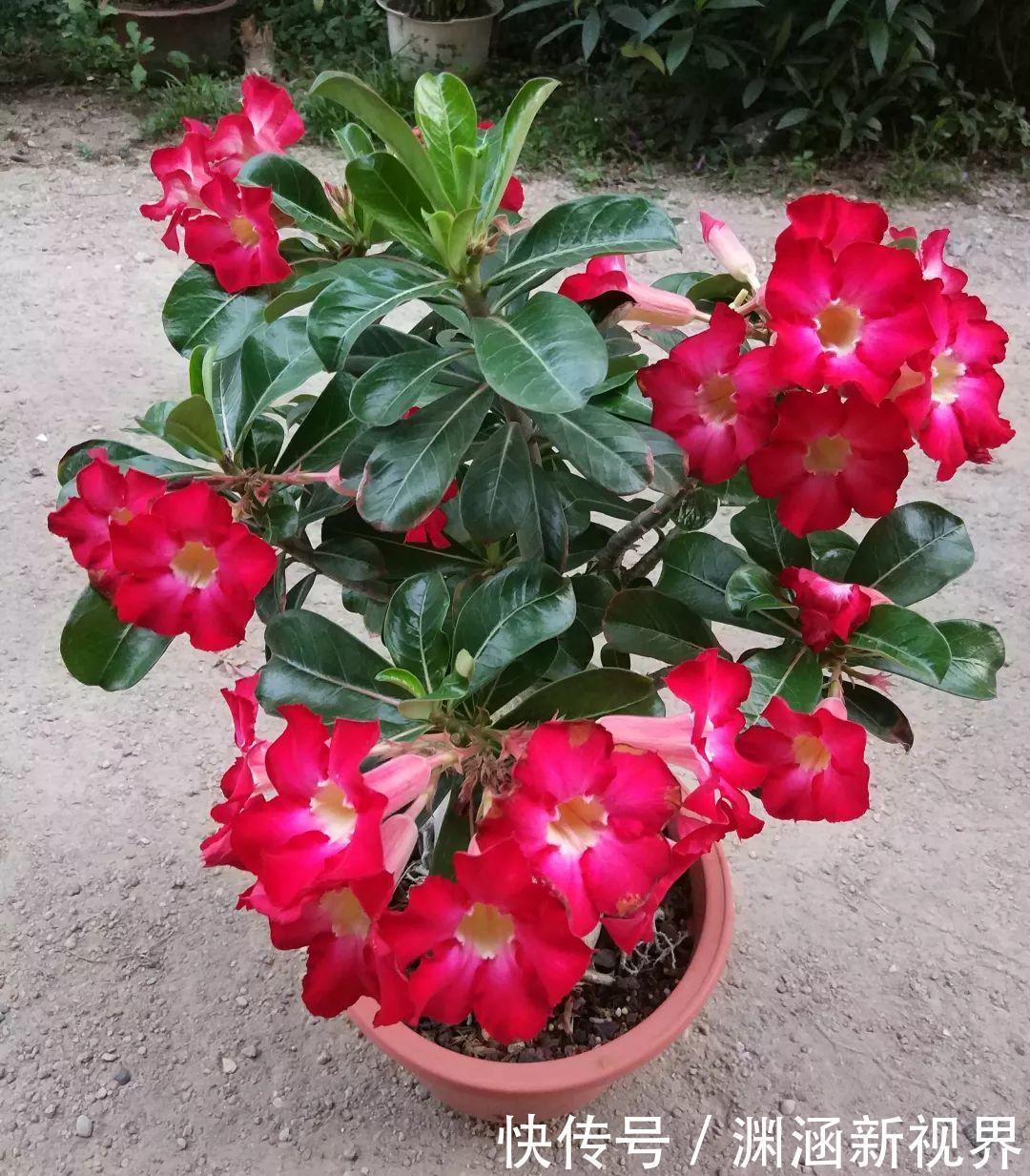 树桩|会养花的人都选它,耐旱又好活,2年养成小树桩!