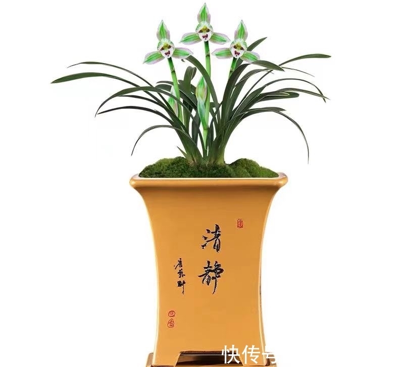 香祖|兰花珍品——矮种帝王妃，花色独特，花香馥郁，适合新手收藏