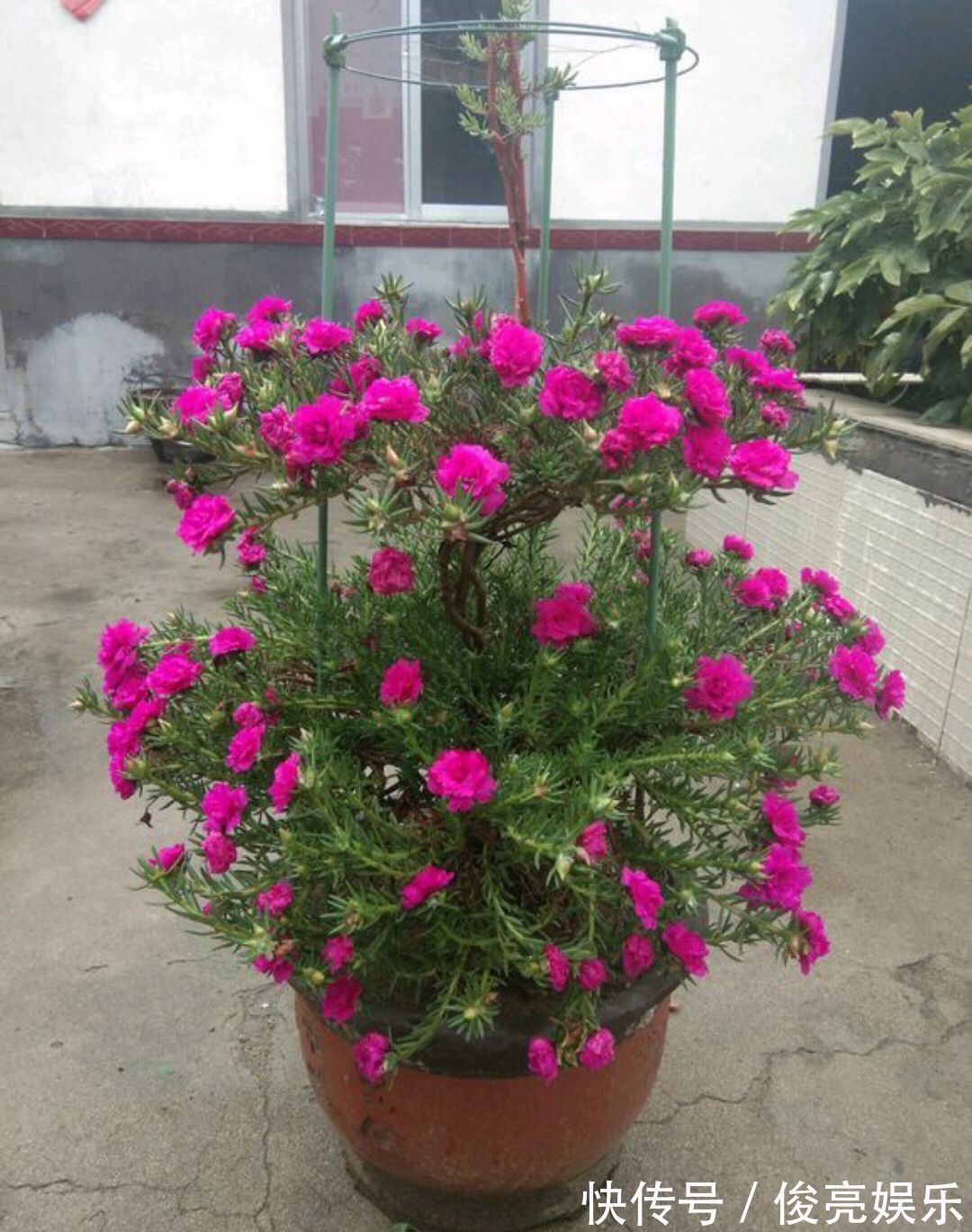 太阳花还是草花吗大神居然把太阳花养成了花树,开花爆盆成花塔