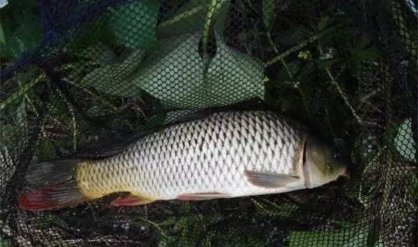 钓鱼最牛饵料失传40年:50米内狂聚,专治鲫鲤草,秒杀野战蓝鲫!