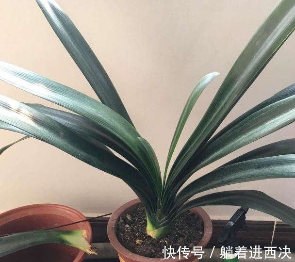 叶子|君子兰夹箭不开花,别慌,学会这些轻松搞定