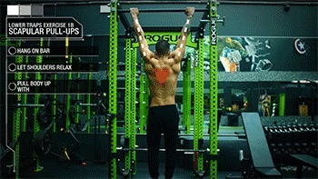 腘绳肌|几块“易被忽视训练”的重要肌肉,可能影响你的训练质量!