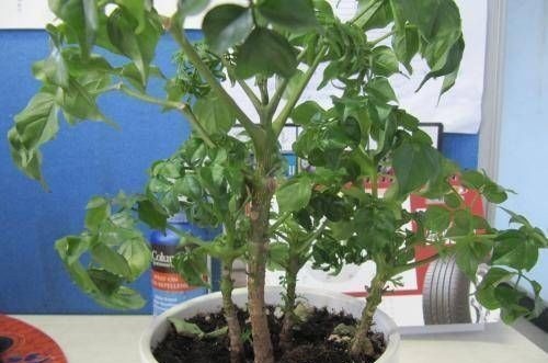 这4种“吉祥花”寓意富贵,养了就是赚了,家里人都受益