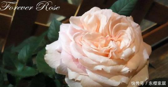 花朵|20款露台月季品种,超级丰花、适合露台、阳台盆栽,皮实好养