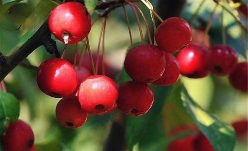 养生不可少的食物，女人坚持吃，缓解便秘，滋补养颜，吃了更年轻