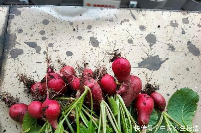 阳台种盆“小萝卜”,一口吃一个,一周种一盆,一吃300天!