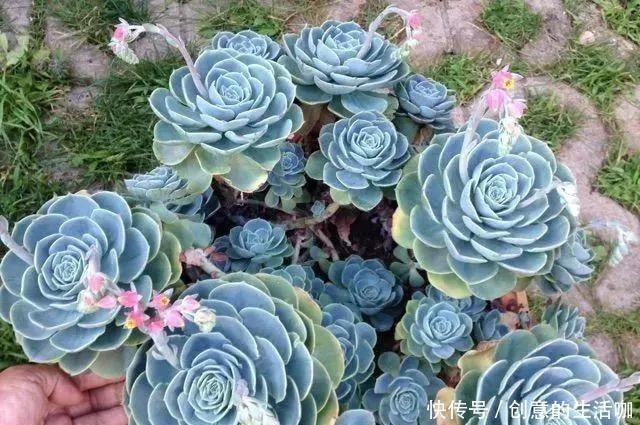 多肉不长个,三个“小动作”虐一虐,催出满头苞,养成多头小胖墩!