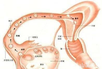 排卵期|女人一个月排几次卵一次能排几颗卵子