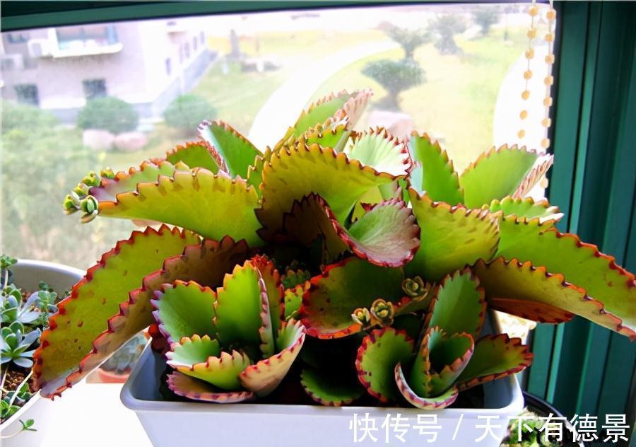 适合懒人养的“6种花”,不只是好养,还寓意好,利于健康