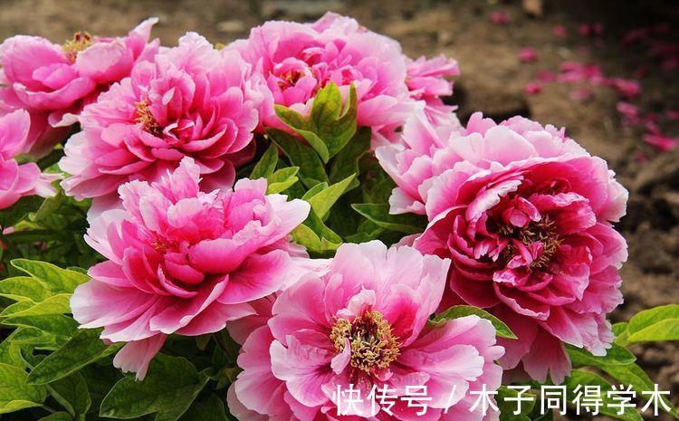 香水草|农历7月17号起,最适合养这些花,开花五颜六色,花朵清新优雅