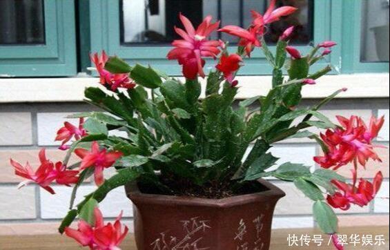 养花|养花的秘密小盆养好花,大盆养死花,知道为什么吗