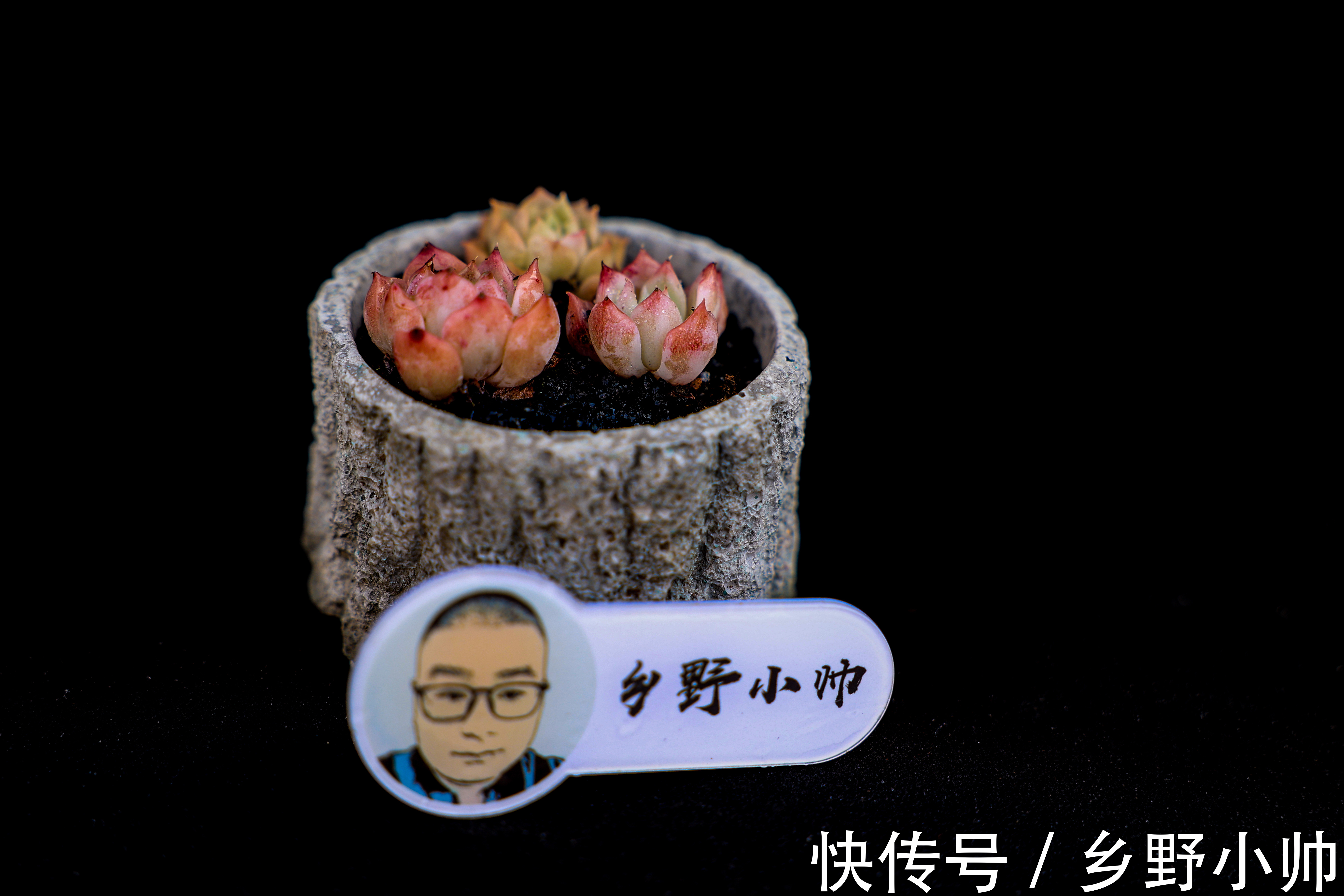 新手养肉问题多,多肉服盆后叶片发皱是什么原因?小帅细心解答