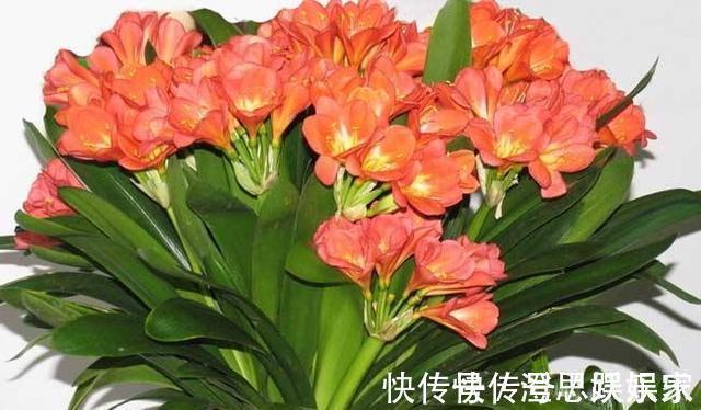 换盆|给君子兰换盆,“这点”要知道,不然不长不开花,让你“干着急”