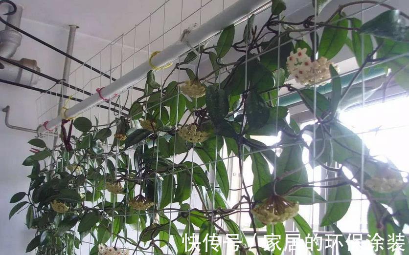 花土|没有院子，受限于盆栽就养情人球兰，照顾到3点，花期长、香味浓