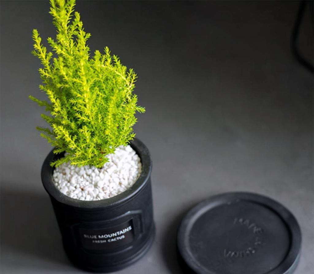 小香松|室内养这6种花，装饰感强是门面担当，感兴趣的朋友别错过