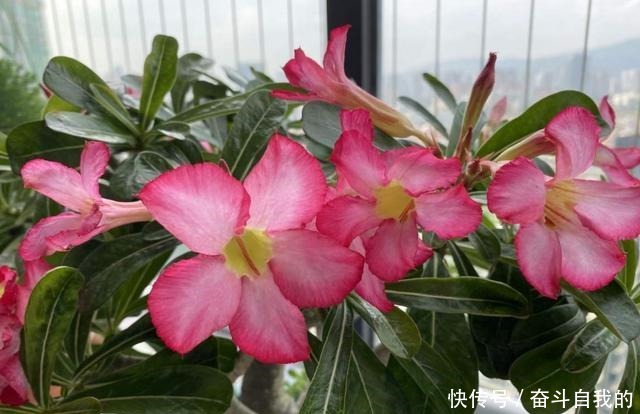 别再稀里糊涂养花了，这些基础常识，很重要！