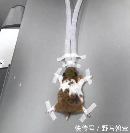 恕我直言|“恕我直言，应该没人能驾驭的了这件衣服，哈哈哈哈哈太好笑了”