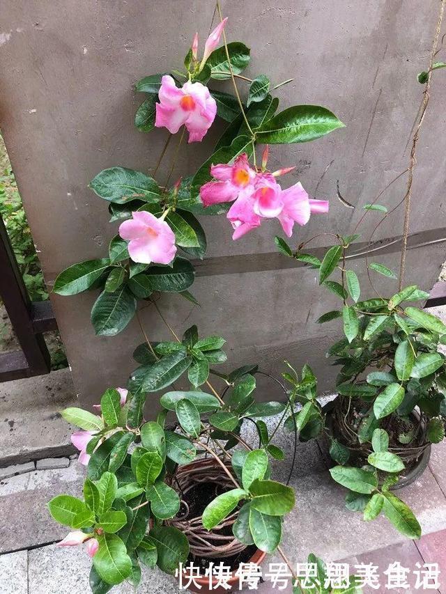 花苞|这花一开就是大半年,枝条沾水就活,根比萝卜还粗