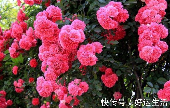 4种花被称为开花王,沾土就活,越热开花越多,养护简单漂亮