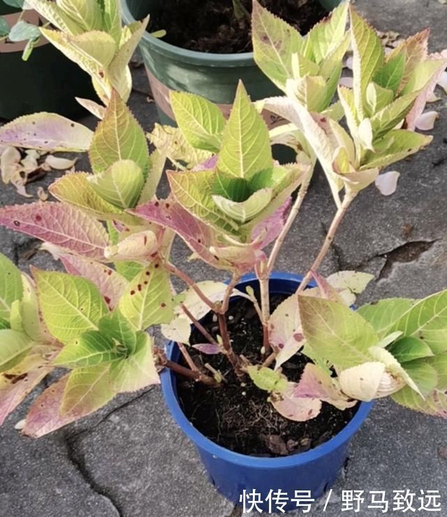 家里花草容易“干尖”4个原因要知道,用3个方法能预防