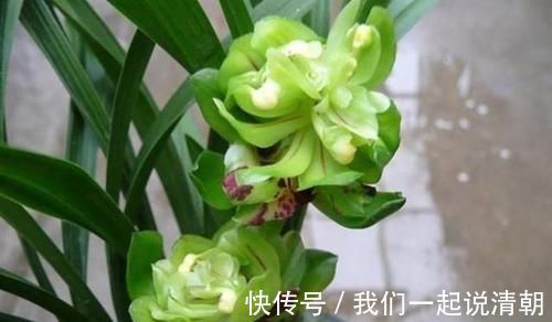 普草|此兰花获奖无数,以前万元一苗,现跌成普草,花型罕见,香味扑鼻