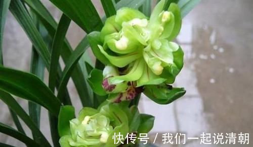 普草|此兰花获奖无数，以前万元一苗，现跌成普草，花型罕见，香味扑鼻