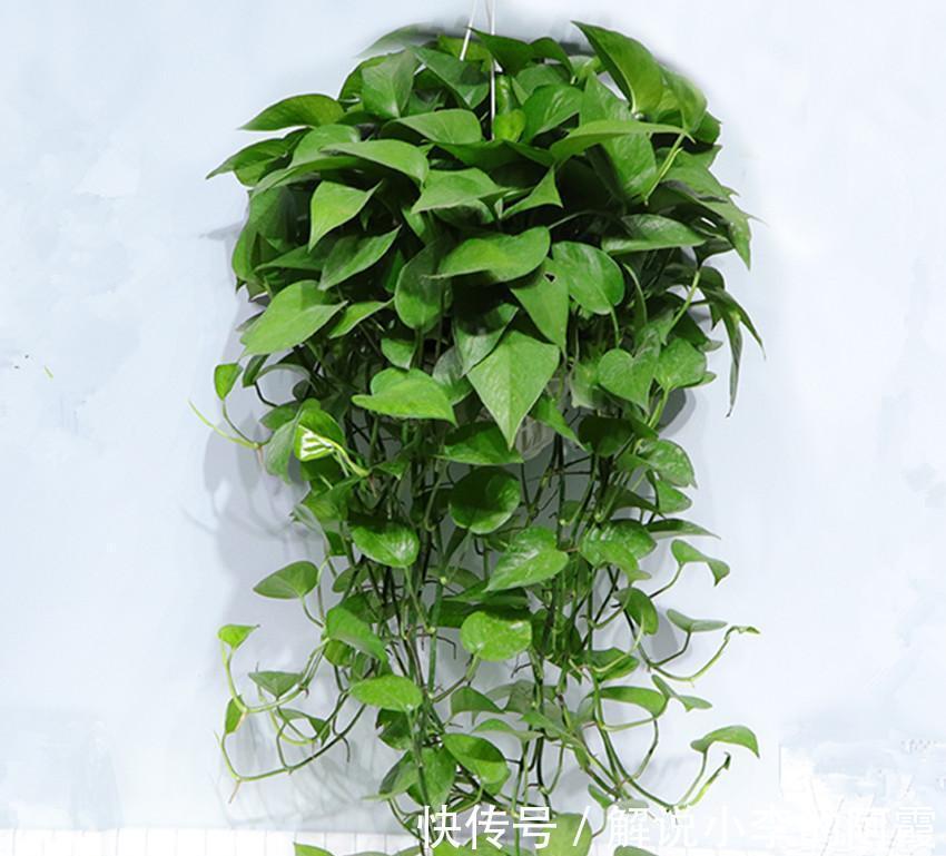 我来告诉你十大好养又有益于身体健康盆栽，室内养花的绝佳选择