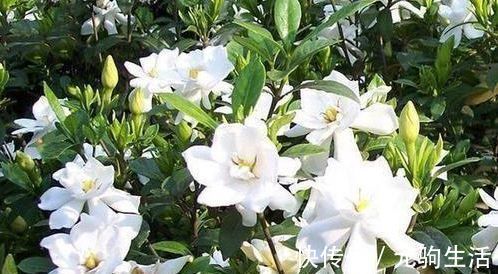 三角梅|养花就养个花期长的，浇点水晒晒太阳就疯长，开花不断