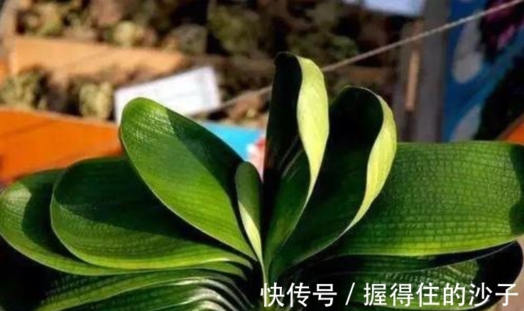 抓蚯蚓放花盆里,小齐也曾犯过这个“错误”,盆栽花卉不要尝试