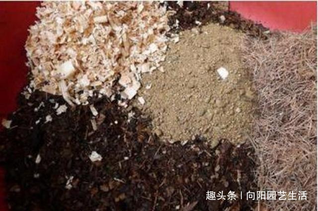 鸡蛋壳是宝贝,养花达人都在用,做成花肥养花,还能杀虫灭菌