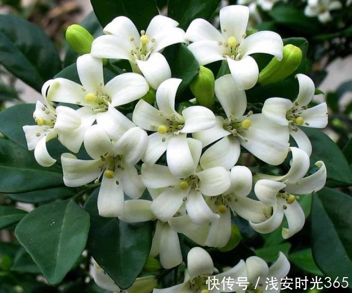 香水|最香的“3种花”,比法国香水还香,养在阳台,满屋子飘香!