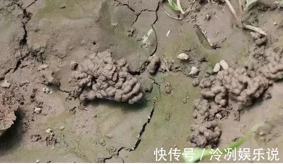 蚯蚓|“1种料”用来养花,不烂根、不黄叶,比啥肥都好,养啥花都旺!