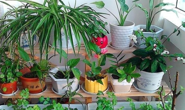 家里养花“别瞎买”,5种花是“有毒”的,对大人小孩都不好