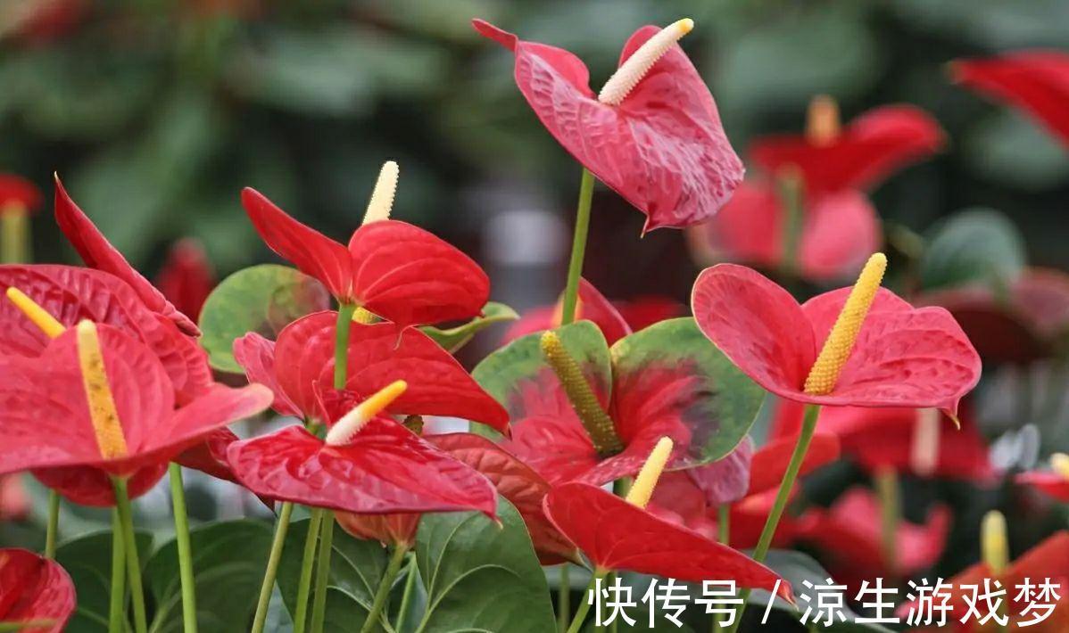 家里养盆好运花，花朵红艳又大气，越养越喜人