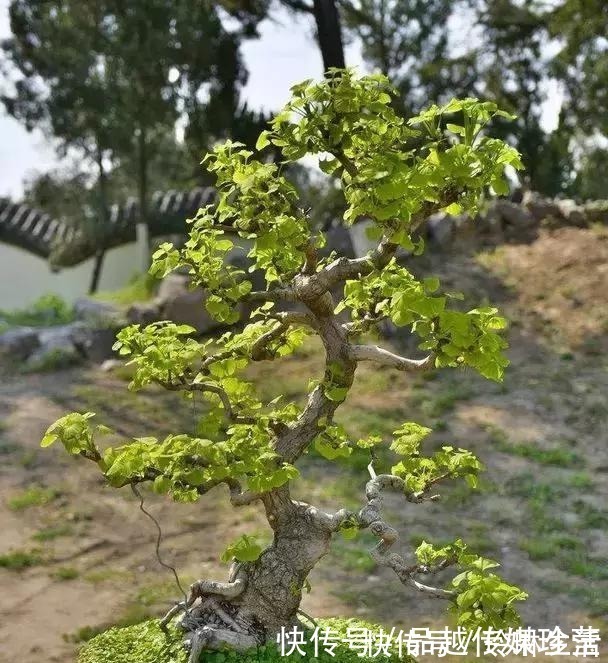 苍劲|这3种盆景可以养成传家宝，再穷也要养，越老越值钱！