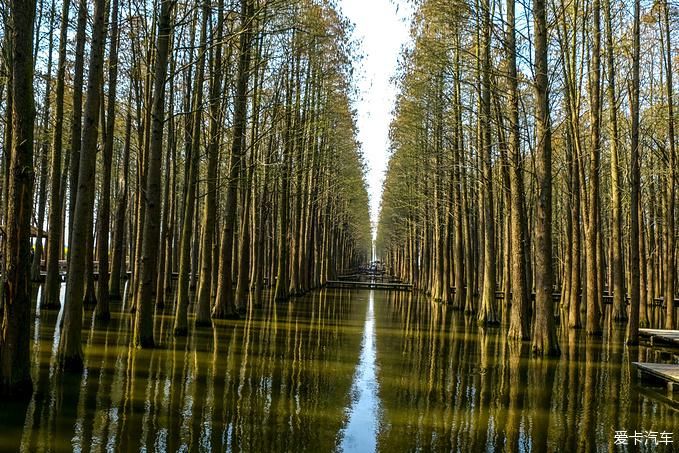 中年|春暖花开游江南-千垛景区水上森林之旅