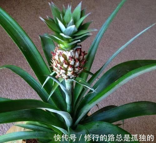 生根|吃完菠萝剩下的叶冠不要丢了,泡水里能生根,还能养成盆栽
