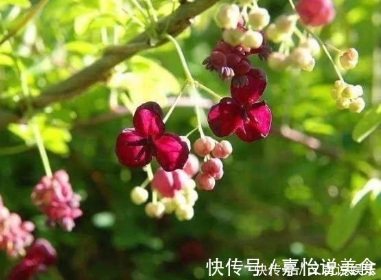 连翘花|4种“巧克力香味”的花，好养又漂亮，让人闻着就馋，养1盆真值